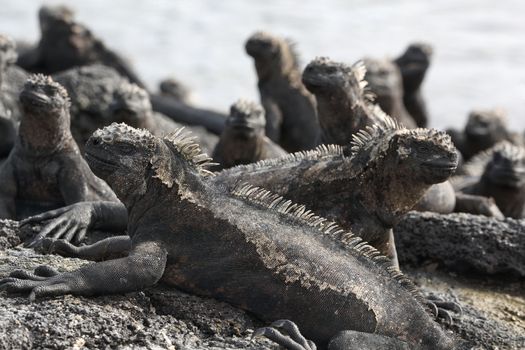 Galapagos Marine Iguana - Iguanas warming in the sun on volcanic rocks on Fernadina Island, Espinoza Point. Amazing wildlife animals on Galapagos Islands, Ecuador.