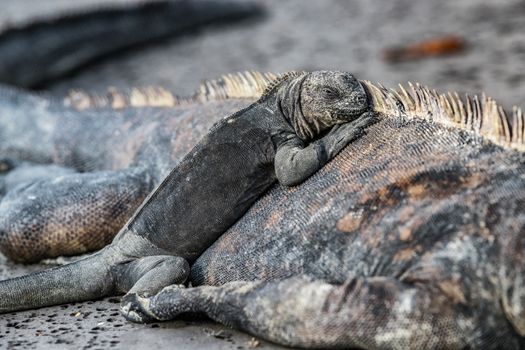 Galapagos Islands animals. Iguanas lying in the sun on rock. Marine iguana is an endemic species in Galapagos Islands. Animals, wildlife and nature of Ecuador. Young and mature iguana.