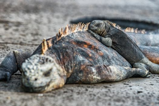 Galapagos Islands animals. Iguanas lying in the sun on rock. Marine iguana is an endemic species in Galapagos Islands. Animals, wildlife and nature of Ecuador. Young and mature iguana.