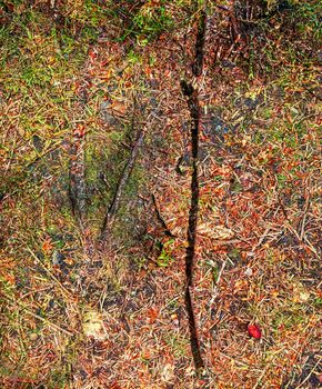 Detailed close up view on a forest ground texture with moss and branches found in a european forest