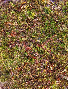 Detailed close up view on a forest ground texture with moss and branches found in a european forest