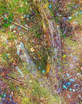 Detailed close up view on a forest ground texture with moss and branches found in a european forest