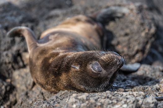 Galapagos Sea Lion pup playful playing in sand lying on beach on Galapagos Islands. Galapagos, Ecuador, South America. Cute animals.