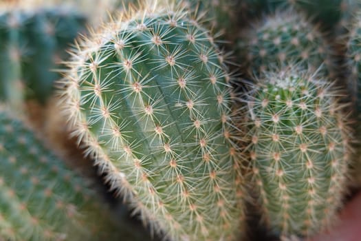 a beautiful green plant . High quality Photo.