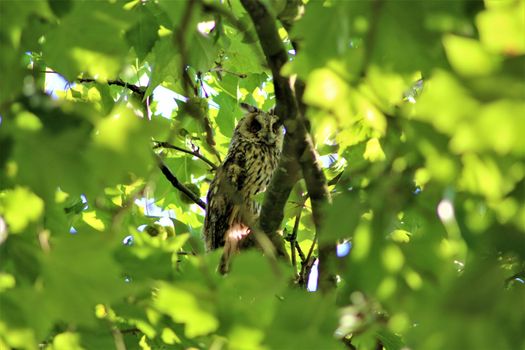 One long-eared owl sits on a branch in a plantane