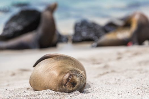 Galapagos Sea Lion in sand lying on beach. Wildlife in nature, animals in natural habitat.