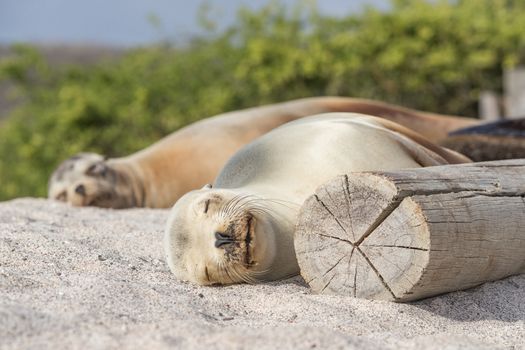 Sea Lions lying in sand on beach on Galapagos Islands resting sleeping - Cute adorable Animals. Animal and wildlife nature on Galapagos, Ecuador, South America. Family of Sea lions.