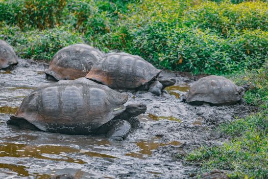 Galapagos Giant Tortoise on Santa Cruz Island in Galapagos Islands. Group of many Galapagos tortoises cooling of in water hole. Amazing animals, nature and wildlife image from Galapagos highlands.