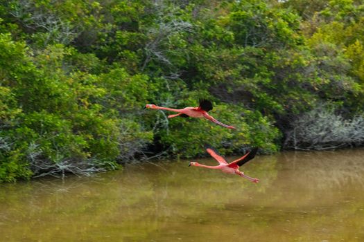 Galapagos Greater Flamingo flying by lagoon estuary and wetlands on Isabela Island. Two flamingos, Nature and wildlife on Galapagos Islands, Ecuador, South America.