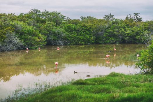 Galapagos Greater Flamingo feeding walking in lagoon estuary and wetlands on Isabela Island. Many flamingos, Nature and wildlife on Galapagos Islands, Ecuador, South America.