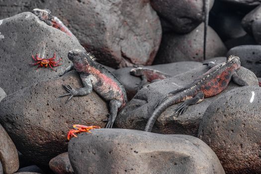 Galapagos Christmas Iguana on Espanola Island on Galapagos Islands. Male Marine Iguanas and Sally lightfoot crab. Amazing animals wildlife and nature on Galapagos islands, Ecuador, South America.