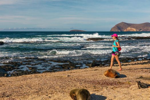 Tourist wildlife nature photographer on Galapagos walking on beach by Galapagos Sea Lion and marine iguanas on Galapagos adventure travel vacation, Puerto Egas (Egas port) Santiago island Ecuador.