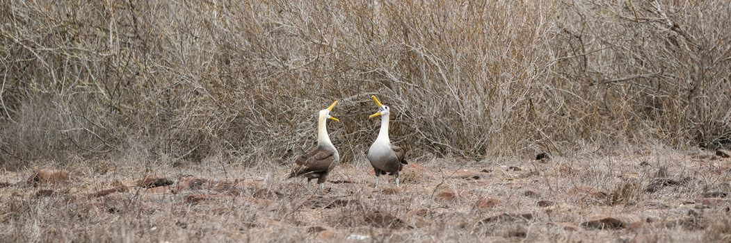 Galapagos Albatross aka Waved albatrosses mating dance courtship ritual on Espanola Island, Galapagos Islands, Ecuador. Group of Waved Albatross - an endangered species endemic to Galapagos.