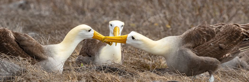 Galapagos Albatross aka Waved albatrosses mating dance courtship ritual on Espanola Island, Galapagos Islands, Ecuador. The Waved Albatross is an critically endangered species endemic to Galapagos.