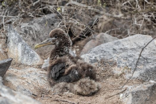 Galapagos Islands. Galapagos Albatross baby chick aka juvenile Waved albatrosses in birds nest on Espanola Island, Galapagos Islands, Ecuador. Cute and adorable with young down feathers.