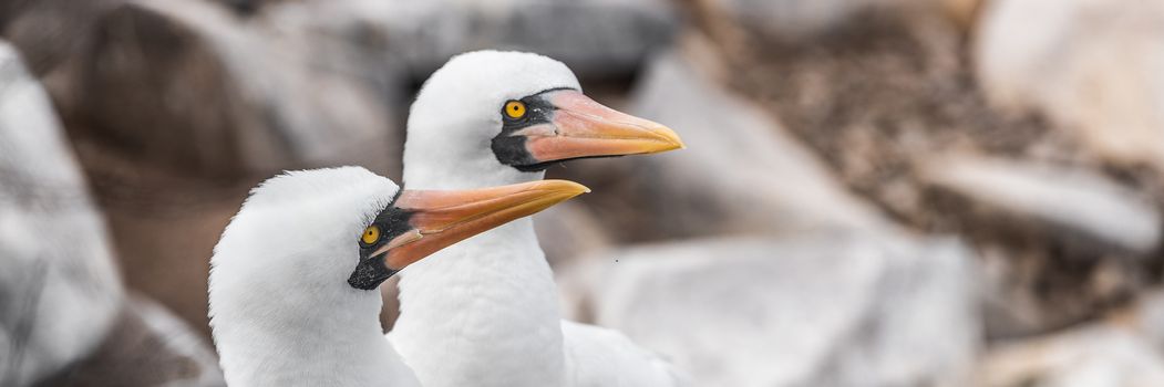 Galapagos animals and wildlife - Nazca Booby. Panoramic banner of pair of Nazca boobies nesting, This bird is native to the Galapagos Islands, Ecuador, South America.