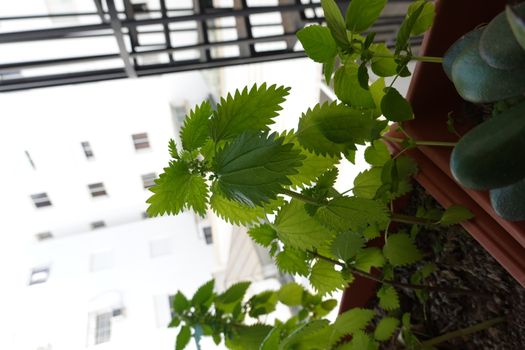 a beautiful green plant . High quality Photo.