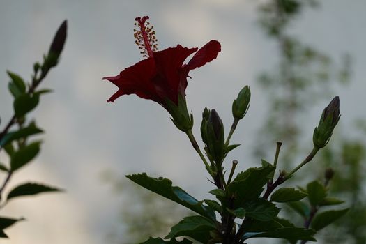 a lot of beautiful flowers. High quality Photo.