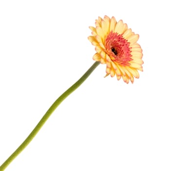 Gerbera flower isolated on a white background, orange