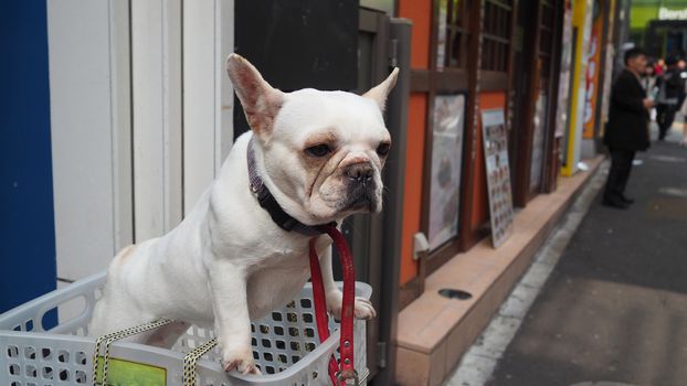 One adorable white dog in a basket case on vintage bicycle at footpath and in the Tokyo city and outdoor summer season in Japan