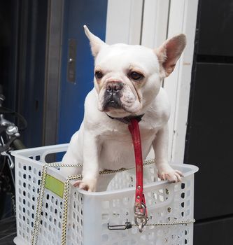 One adorable white dog in a basket case on vintage bicycle at footpath and in the Tokyo city and outdoor summer season in Japan