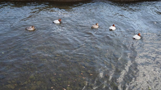Five ducks swimming and river waving and outdoor nature.