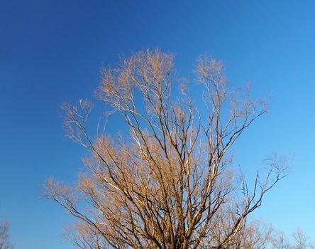 Dry tree stand in winter and clear blue sky at Tokyo Japan.