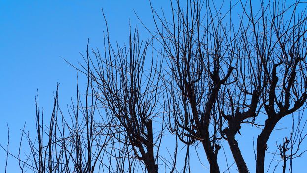 Silhouette of dry tree stand in winter and clear blue sky at Tokyo Japan.