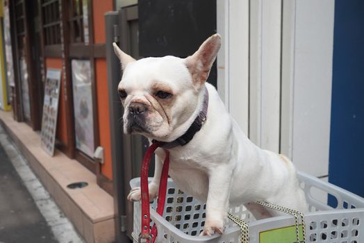 One adorable white dog in a basket case on vintage bicycle at footpath and in the Tokyo city and outdoor summer season in Japan