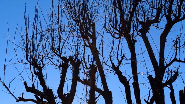 Silhouette of dry tree stand in winter and clear blue sky at Tokyo Japan.