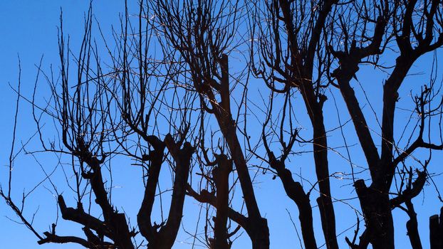 Silhouette of dry tree stand in winter and clear blue sky at Tokyo Japan.