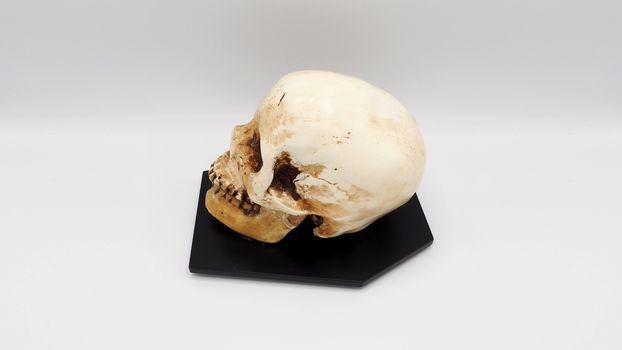 Human skull head model made from rasin plastic and white background.