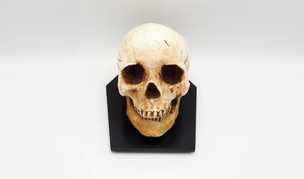 Human skull head model made from rasin plastic and white background.