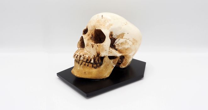 Human skull head model made from rasin plastic and white background.