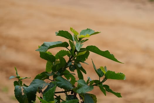 a beautiful green plant . High quality Photo.