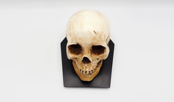 Human skull head model made from rasin plastic and white background.