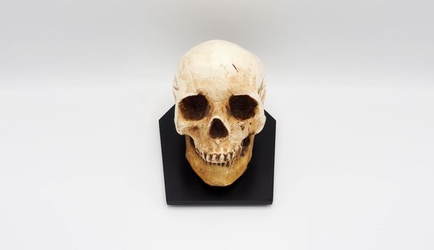 Human skull head model made from rasin plastic and white background.