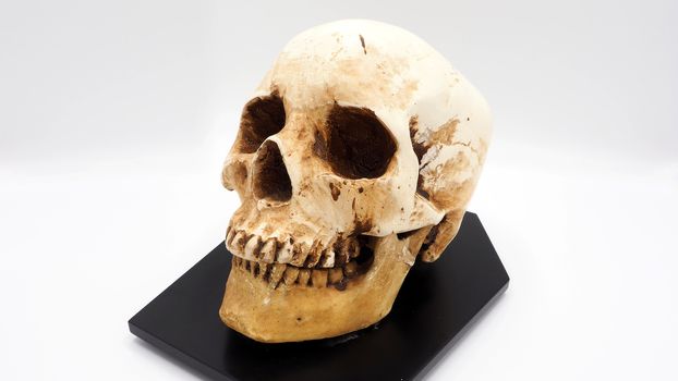 Human skull head model made from rasin plastic and white background.