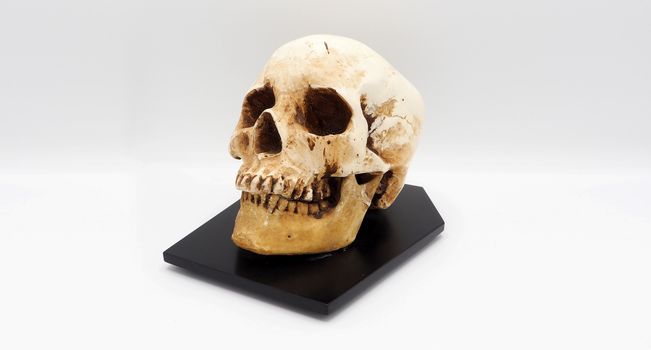 Human skull head model made from rasin plastic and white background.