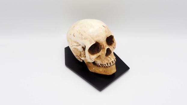 Human skull head model made from rasin plastic and white background.