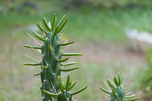 a beautiful green plant . High quality Photo.