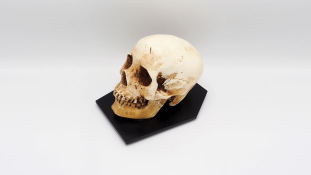 Human skull head model made from rasin plastic and white background.