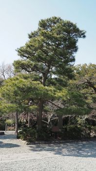 Big green tree in the park and outdoor and clear blue sky.