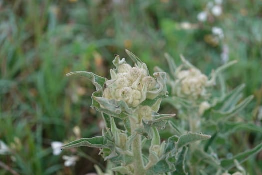 a beautiful green plant . High quality Photo.