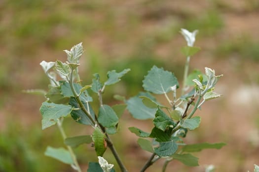 a beautiful green plant . High quality Photo.