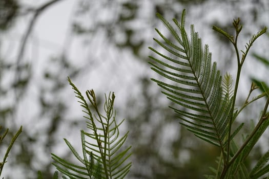 a beautiful green plant . High quality Photo.