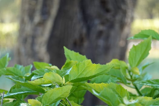 a beautiful green plant . High quality Photo.