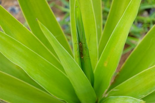 a beautiful green plant . High quality Photo.