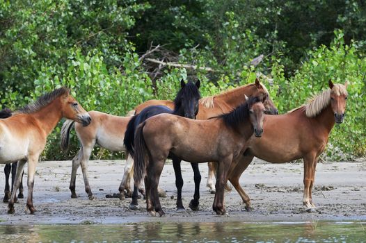 A Herd Of Wild Horses in Forest near Danube River, Romania