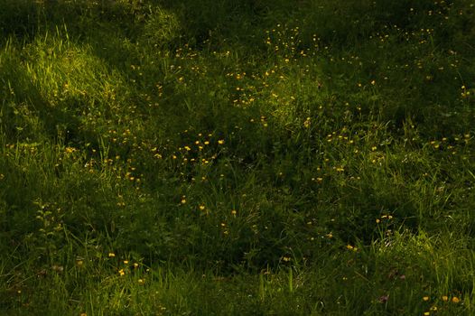 Wild Yellow Flowers and Sunlights on Summer Field
